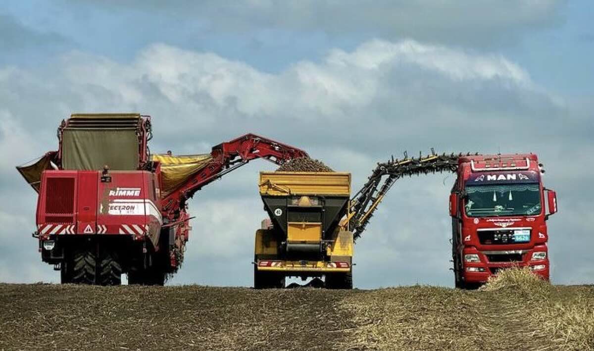 Україна та Нідерланди проведуть аудит виробництва картоплі / Фото: відкриті джерела